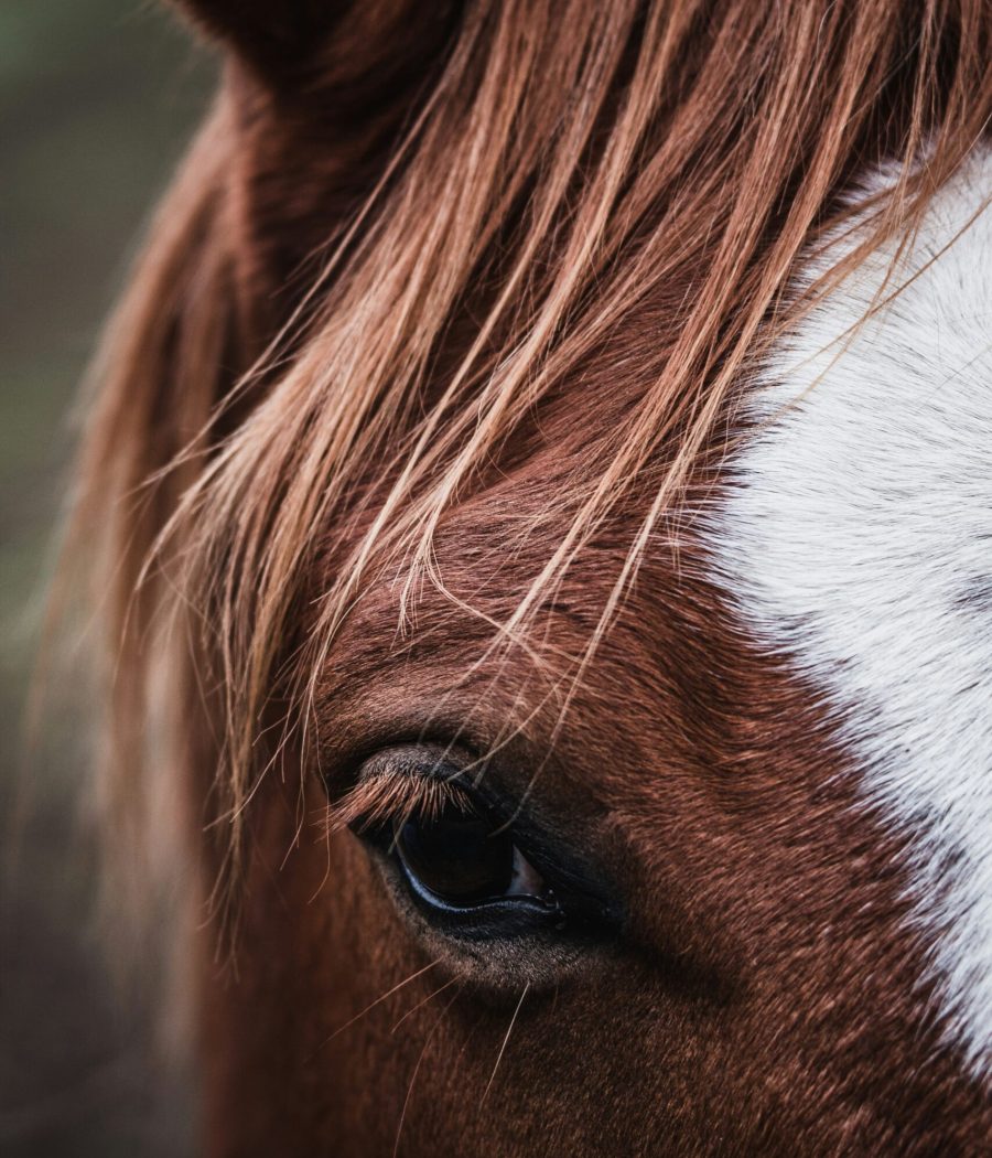 aurelien-faux-J1z2zcvupHk-unsplash