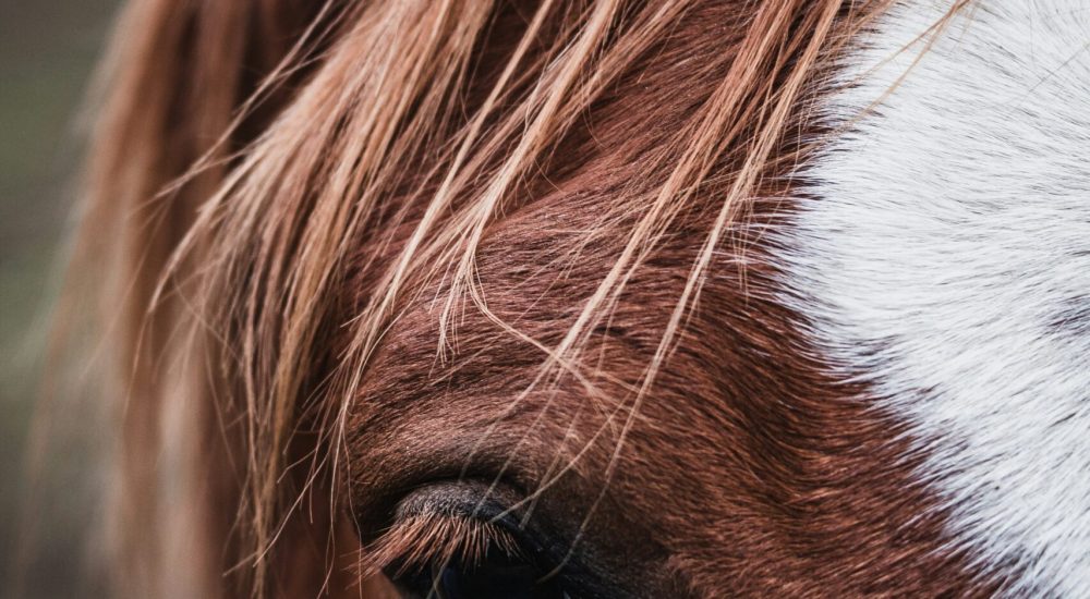 aurelien-faux-J1z2zcvupHk-unsplash