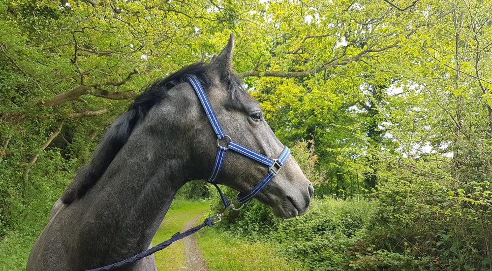 yvn2voy6ttkbt0irfrhk3t